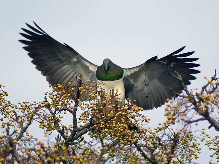 New_Zealand_Pigeon_Southstar_01.jpg