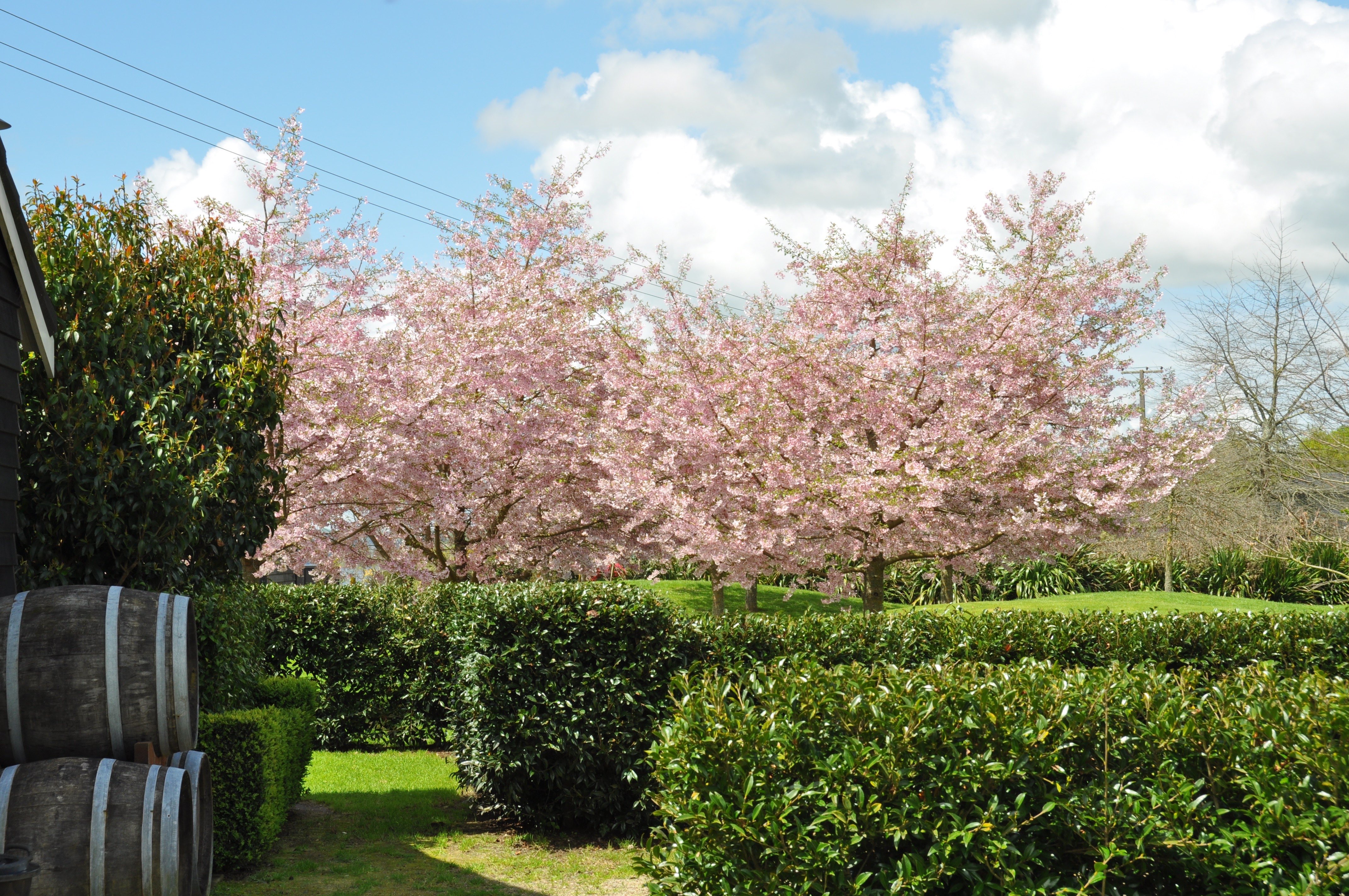 /media/1089/wine-barrels-plus-cheery-blossom-dsc_0051.jpg undefined