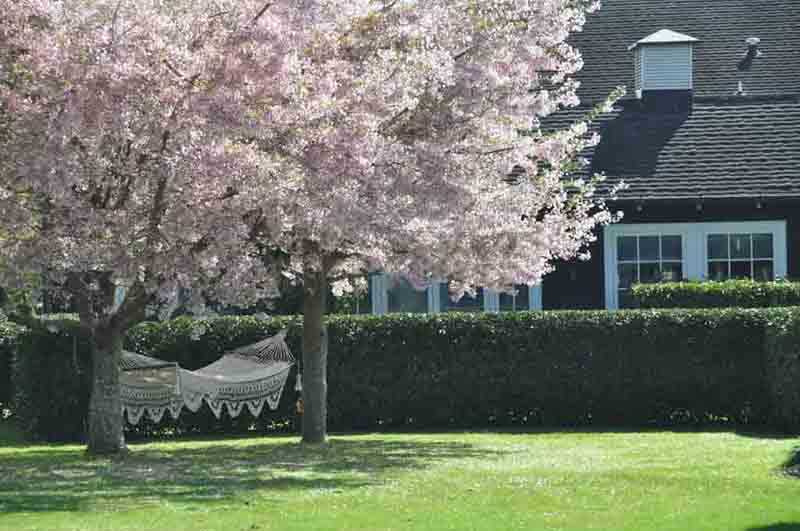 /media/Hammick-and-Cherry-trees-DSC_0208.jpg - The Oarhouse Chalet"